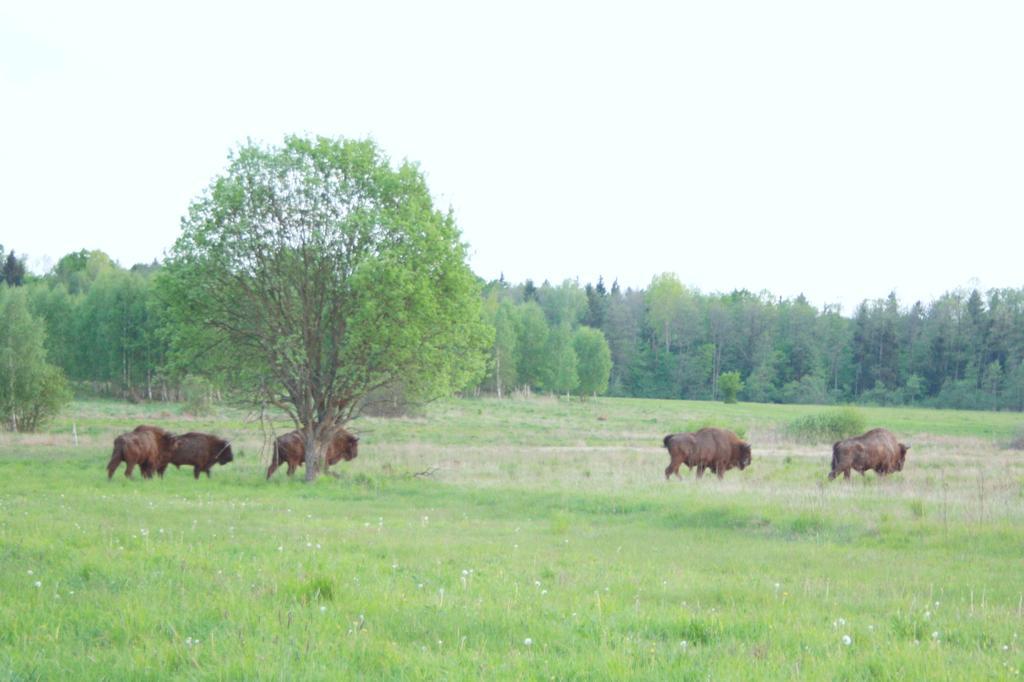 Pod Modrzewiem Pogorzelce Eksteriør bilde